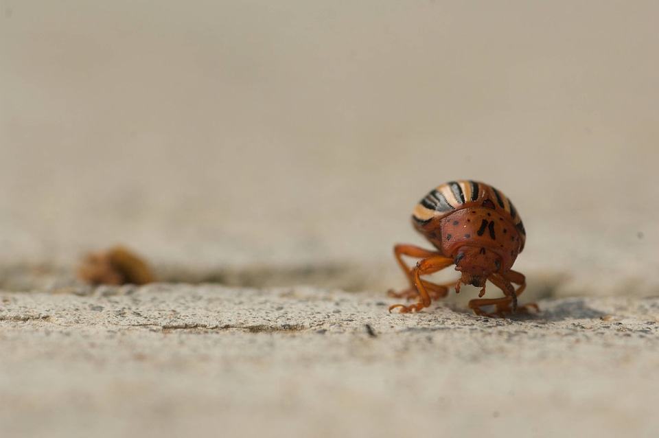 Colorado potato beetle-4