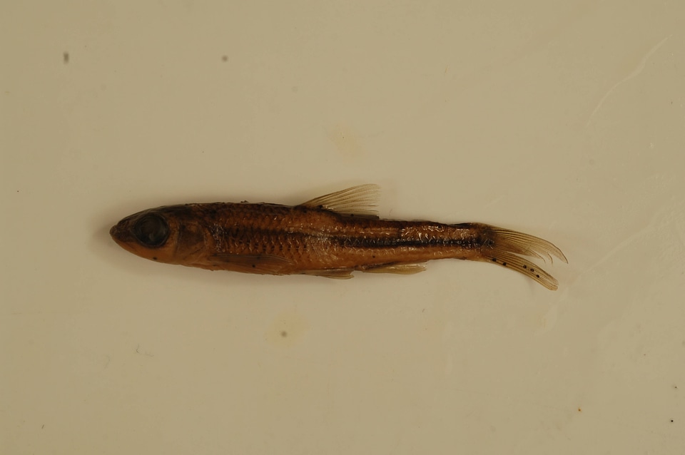 Notropis hudsonius-6