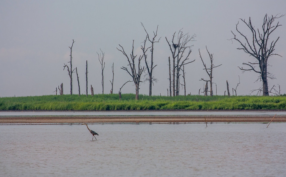 Heron feeding at Prime Hook NWR-5
