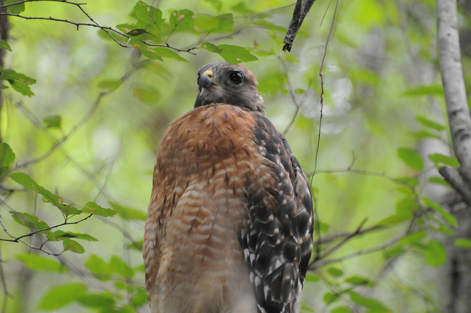 Red-shouldered hawk