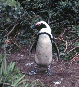 African penquin photo