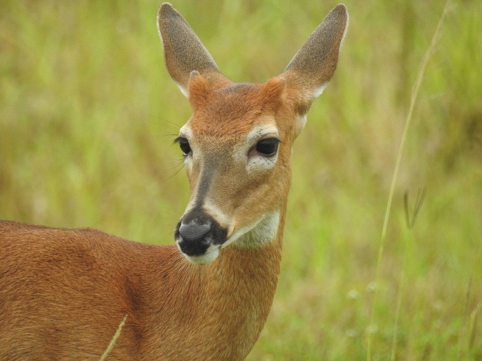 White-tailed Deer-1