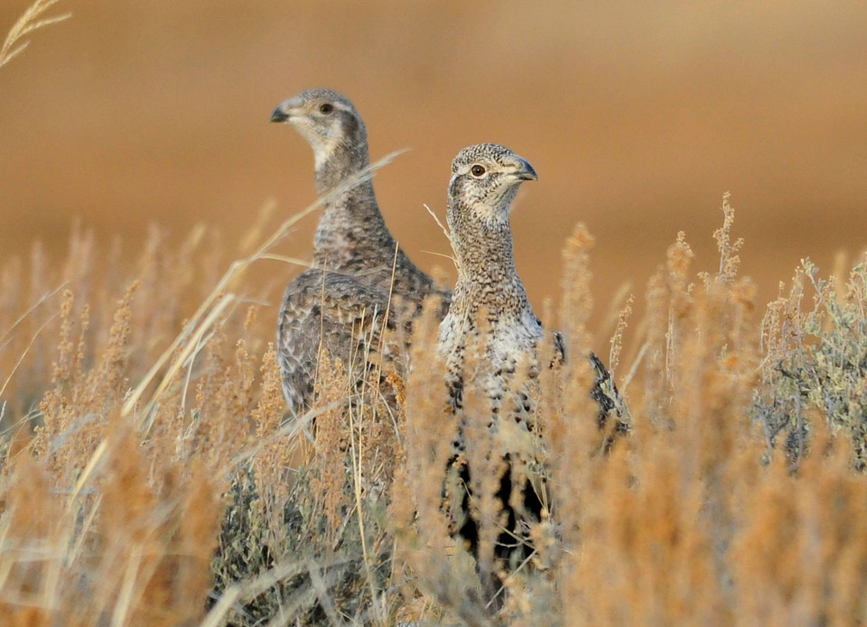 Greater sage-grouse-4