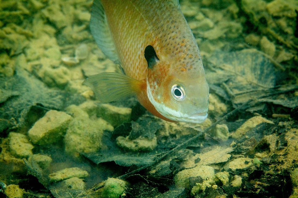 Bluegill on nest-2