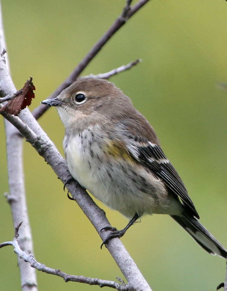 Yellow-rumped Warbler-1