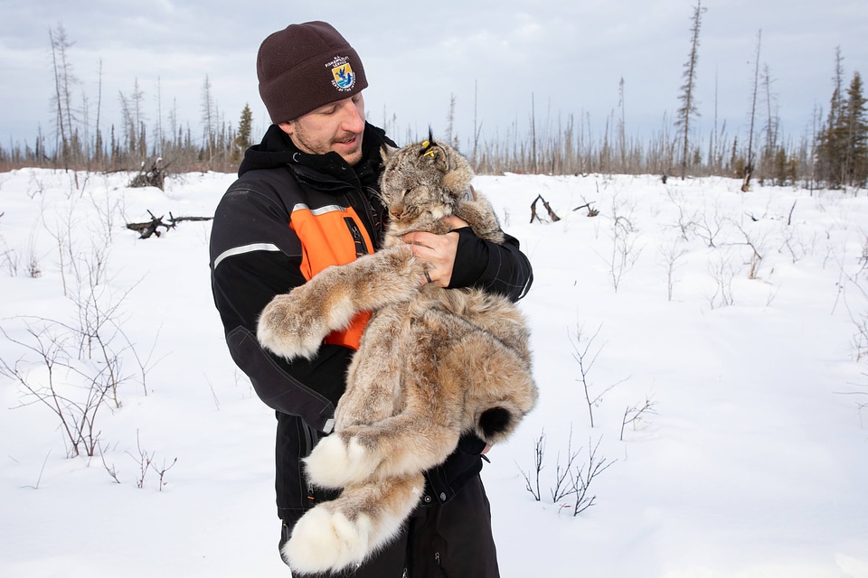 Biologist carefully moves the sedated lynx to a recovery position