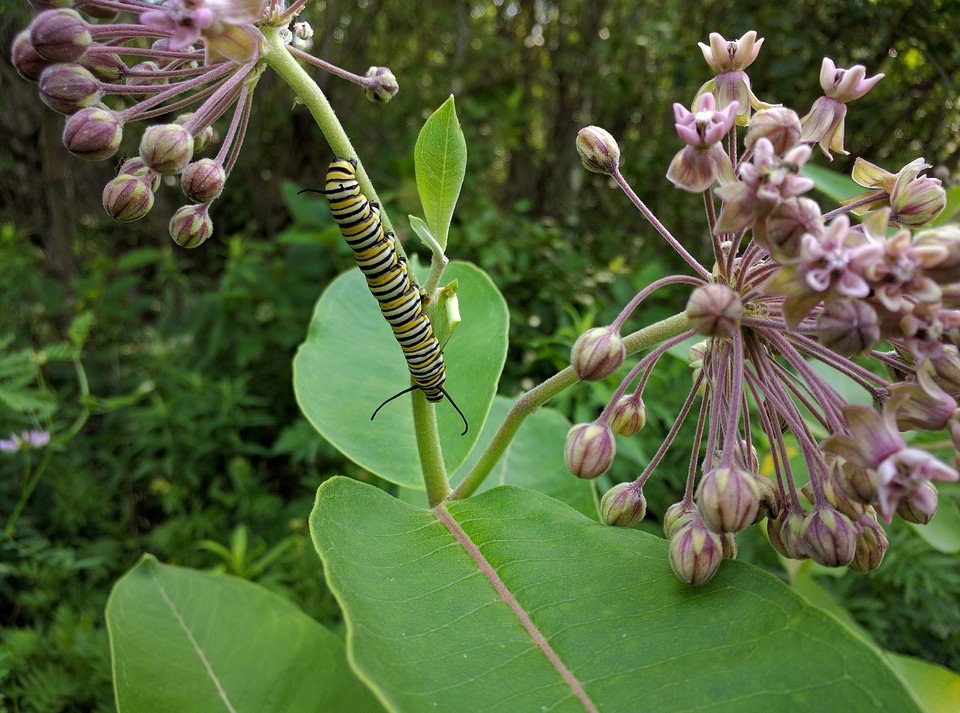 Monarch caterpillar on Common milkweed-4