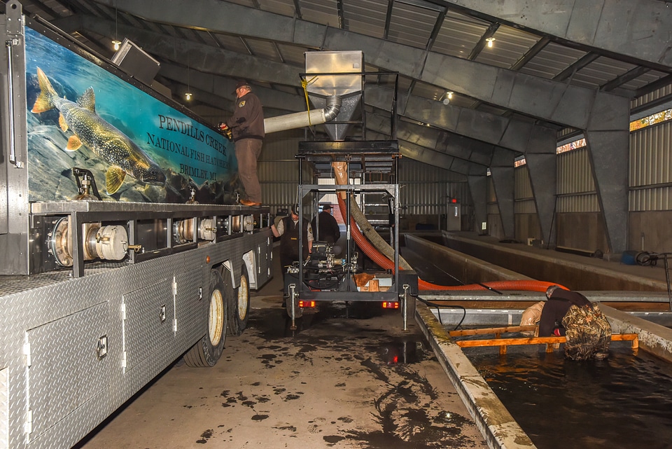 Service personnel prepare fish pump to load fish onto hatchery-1