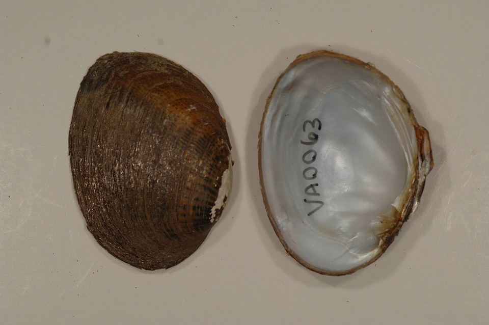 Epioblasma brevidens-5