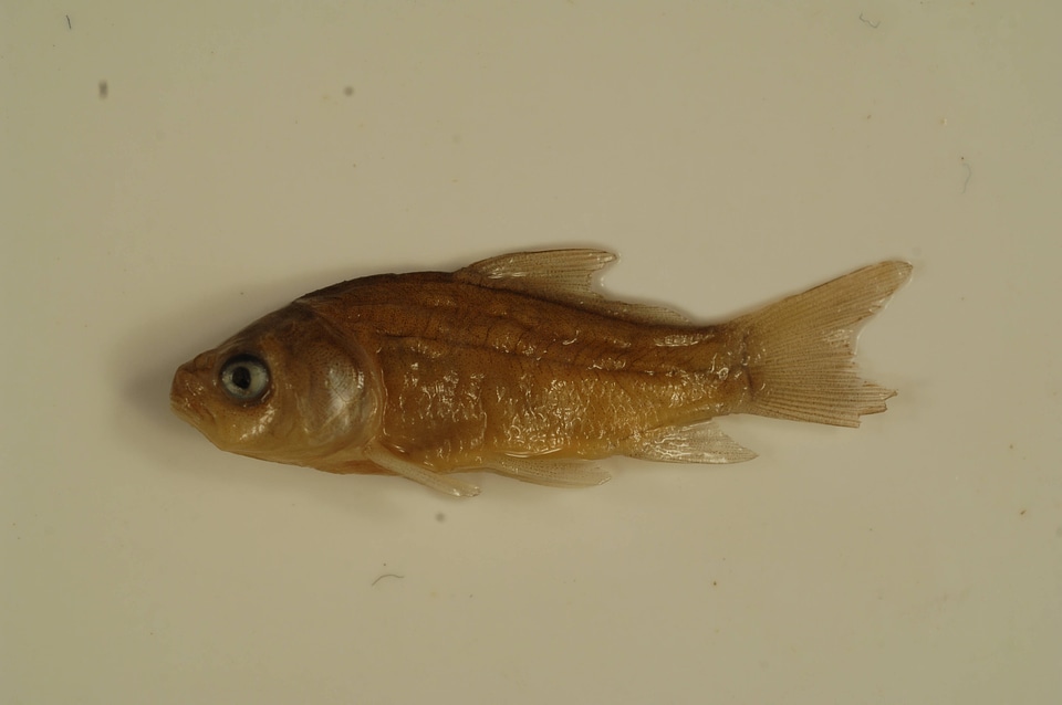 Ictiobus cyprinellus-3