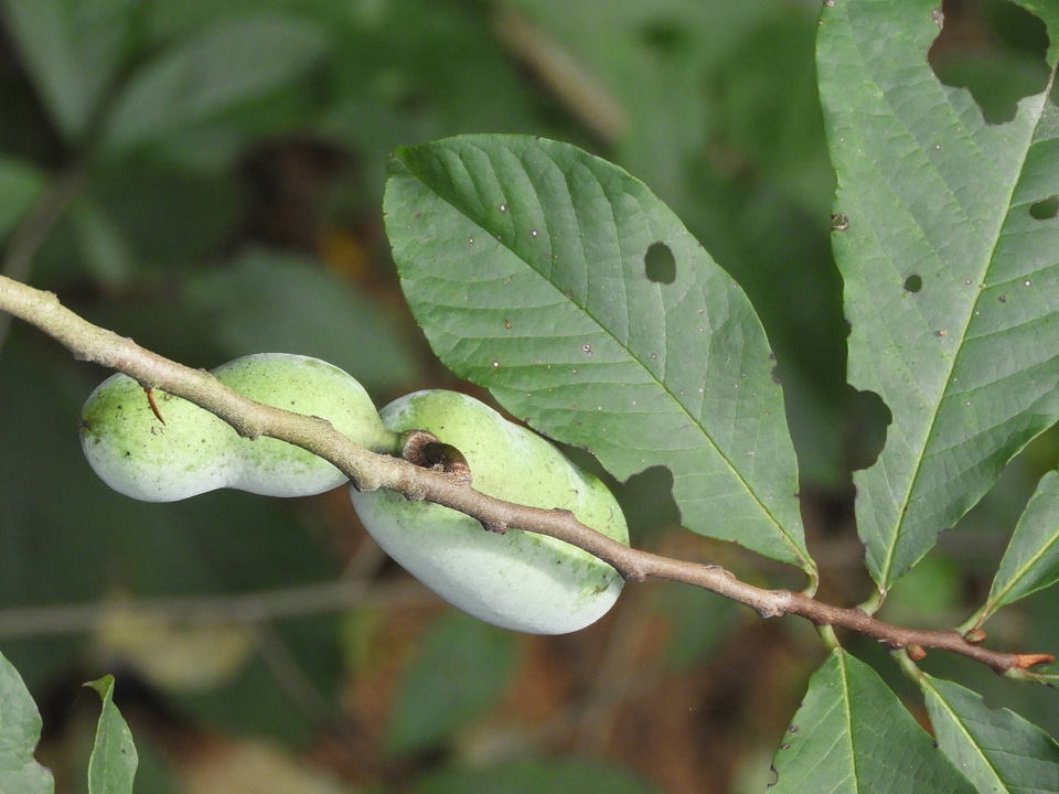 Pawpaw trees with fruit