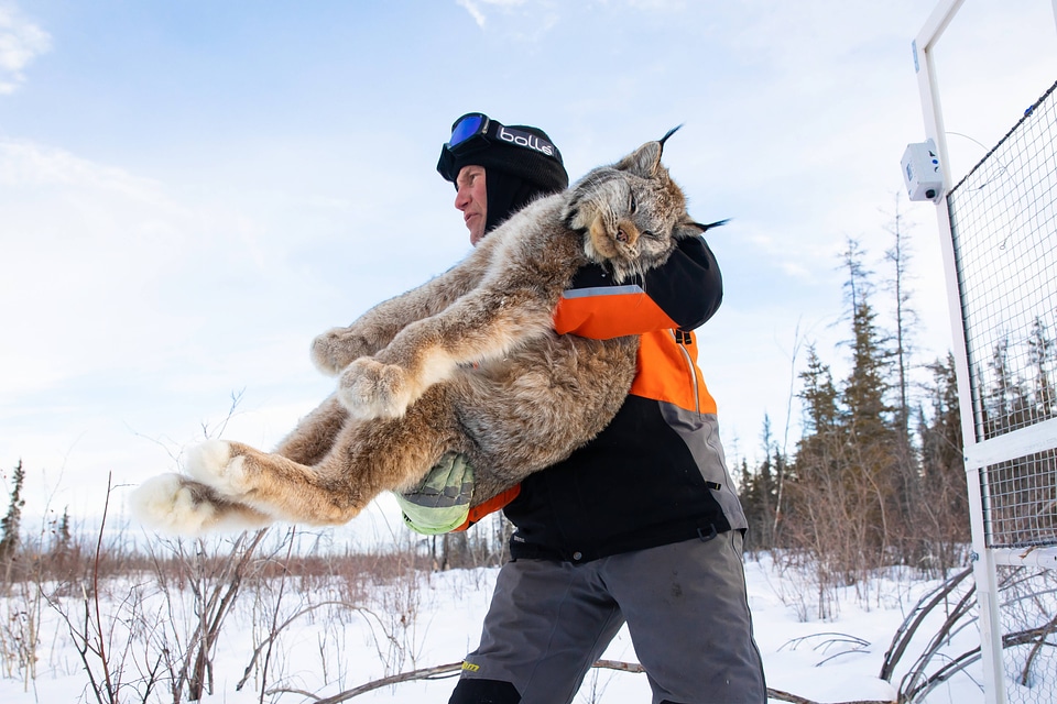 Biologist carrries a sedated Canada lynx