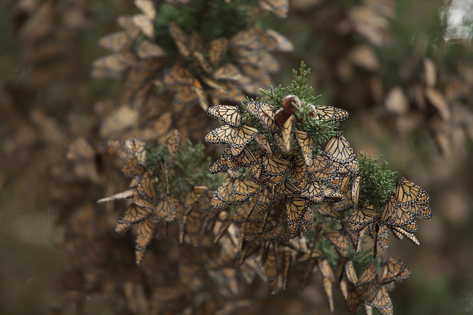Monarch butterflies-1