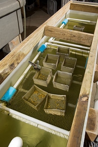 Freshwater mussel mesh cages-2