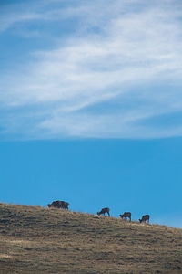 Bighorn sheep in distance-1 photo