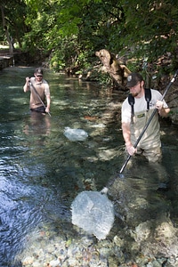 Biologists search for Fountain Darter-1