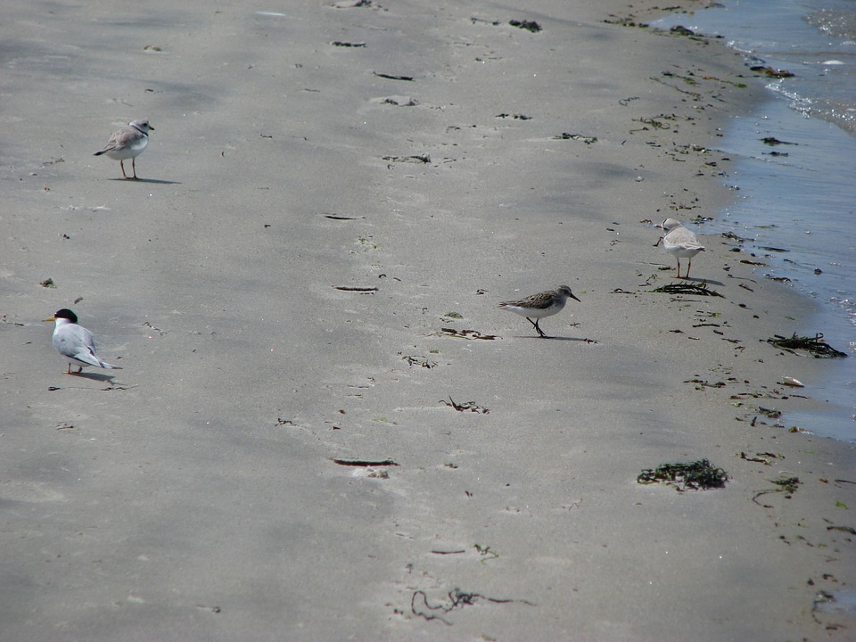 Piping Plovers and Sanderlings