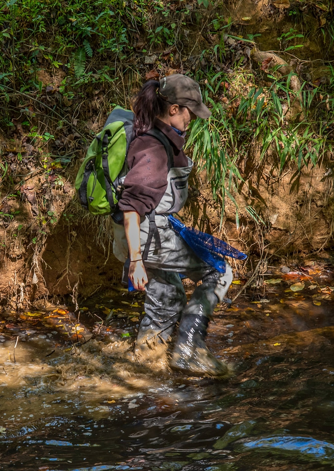 FWS mussel biologist, Morgan Wolf, releases endangered Carolina Heelsplitter-1