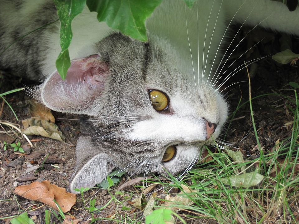 Cat face interested watch