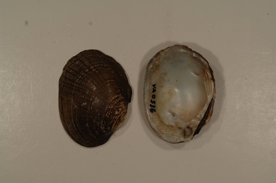 Lampsilis fasciola-2
