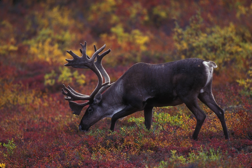 Barren-ground caribou
