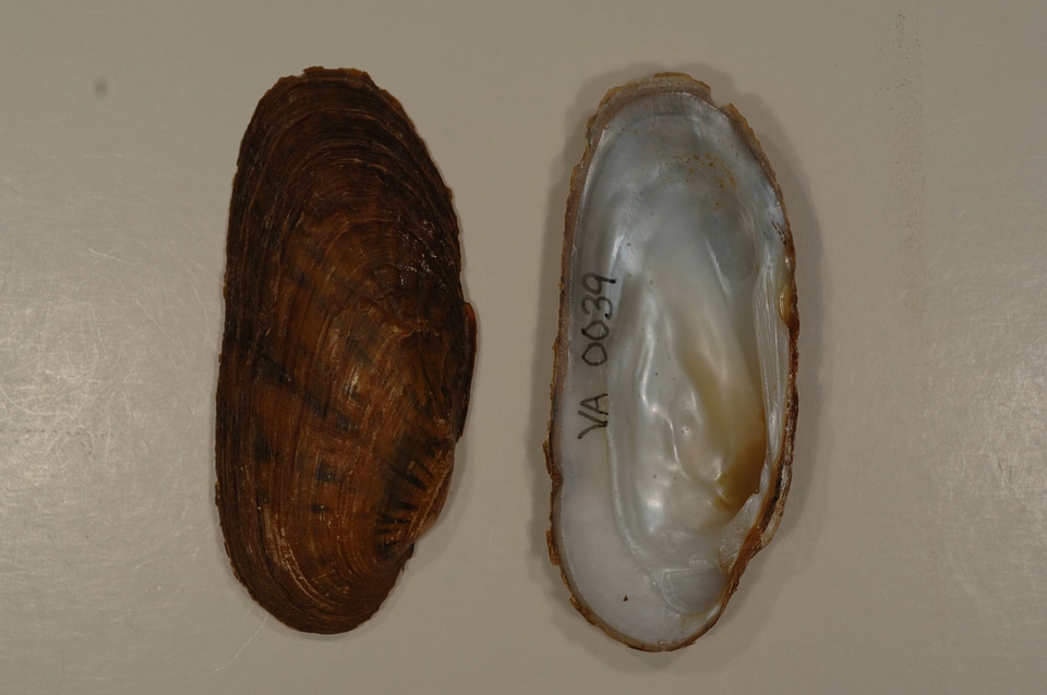 Ptychobranchus subtentus-3