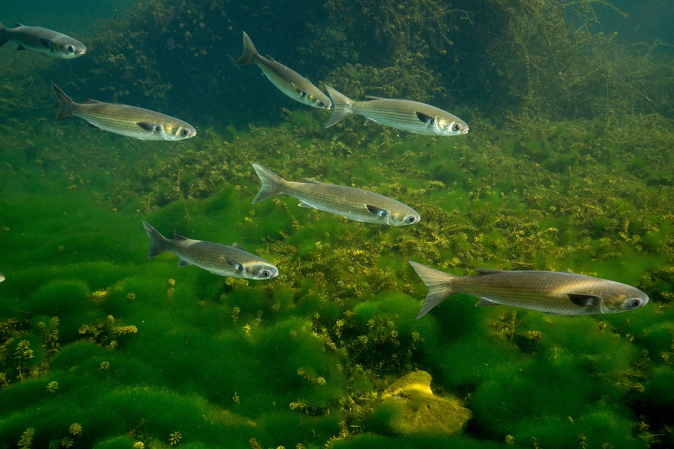 Striped mullet school swims over vegetation-1