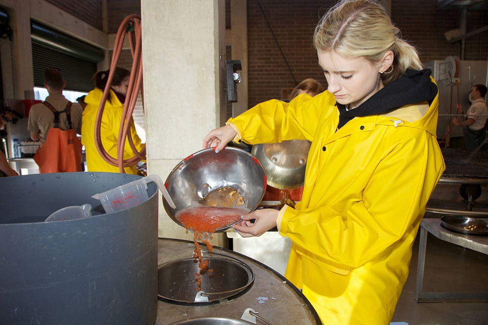 Service employee processing Fall Chinook salmon eggs-5