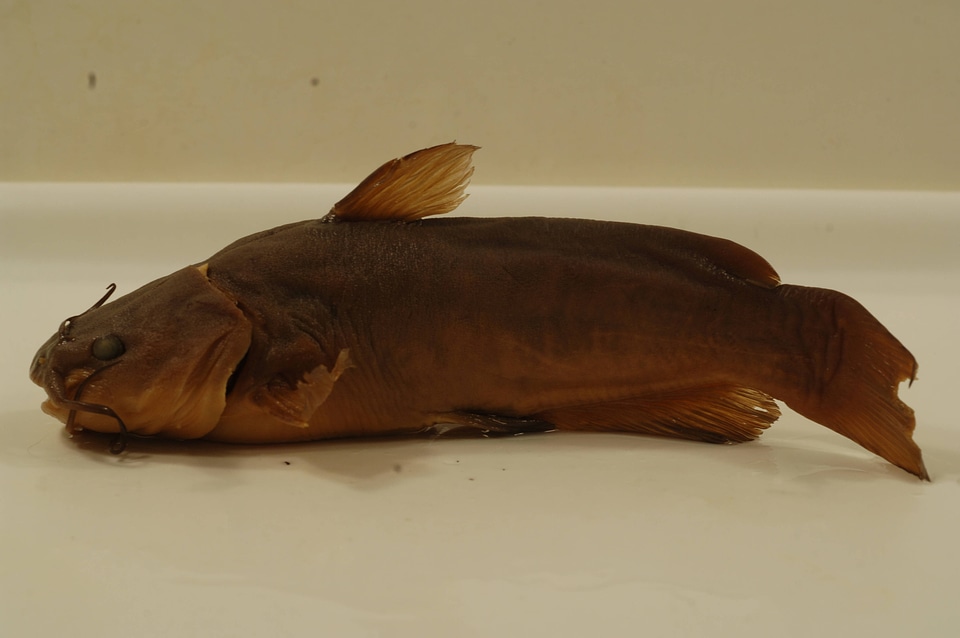 Ameiurus nebulosus-2
