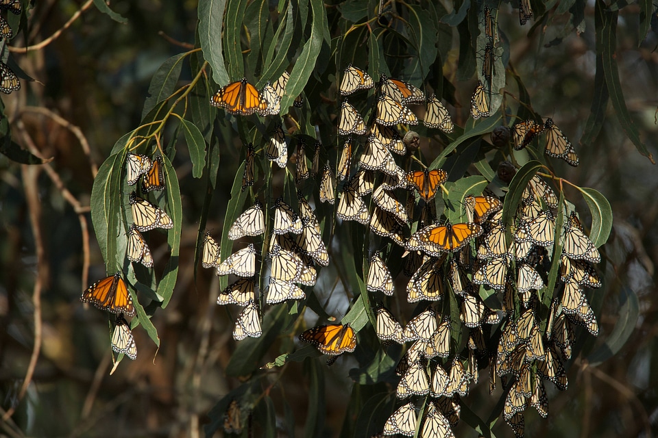 Monarch butterflies-1