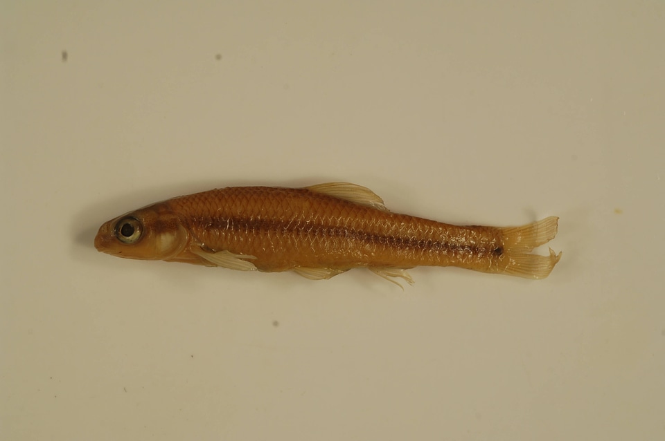 Pimephales notatus-7