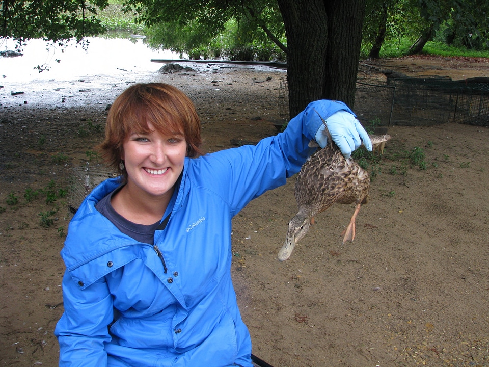 Mallard banding