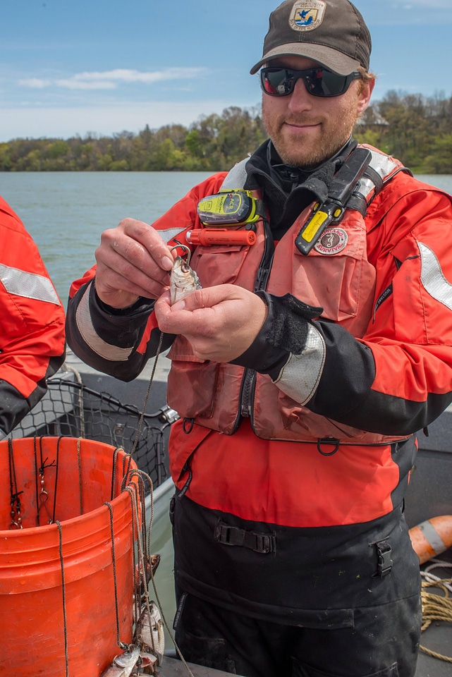 Close-up of Alewife used as bait for lake sturgeon-2