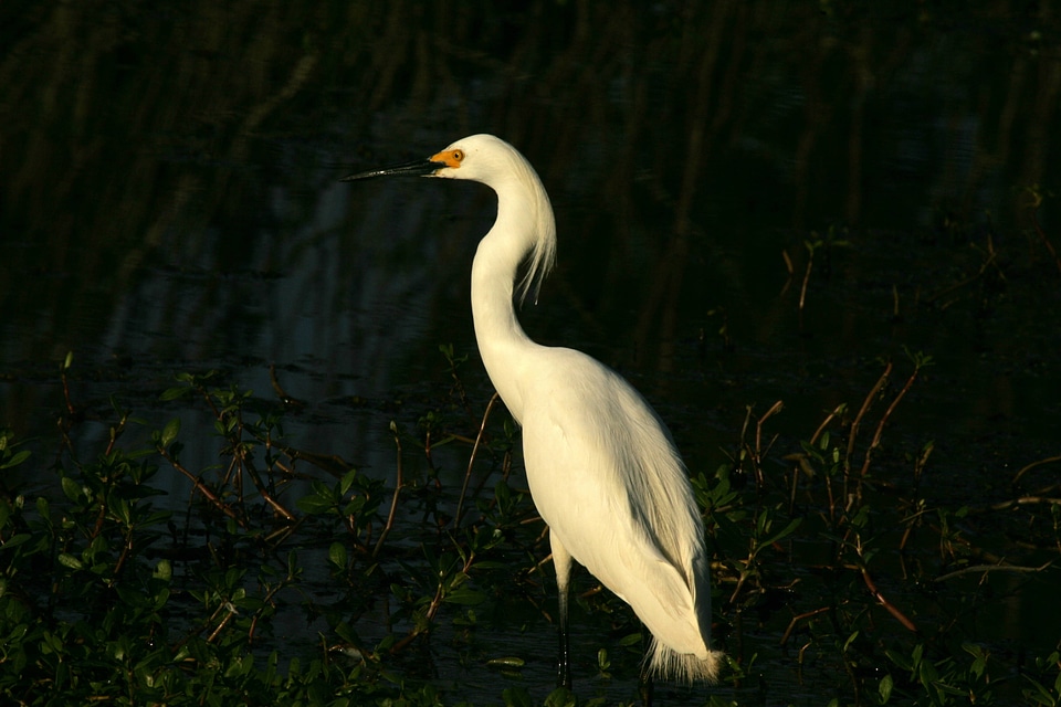 Snowy Egret at Lacassine National Wildlife Refuge
