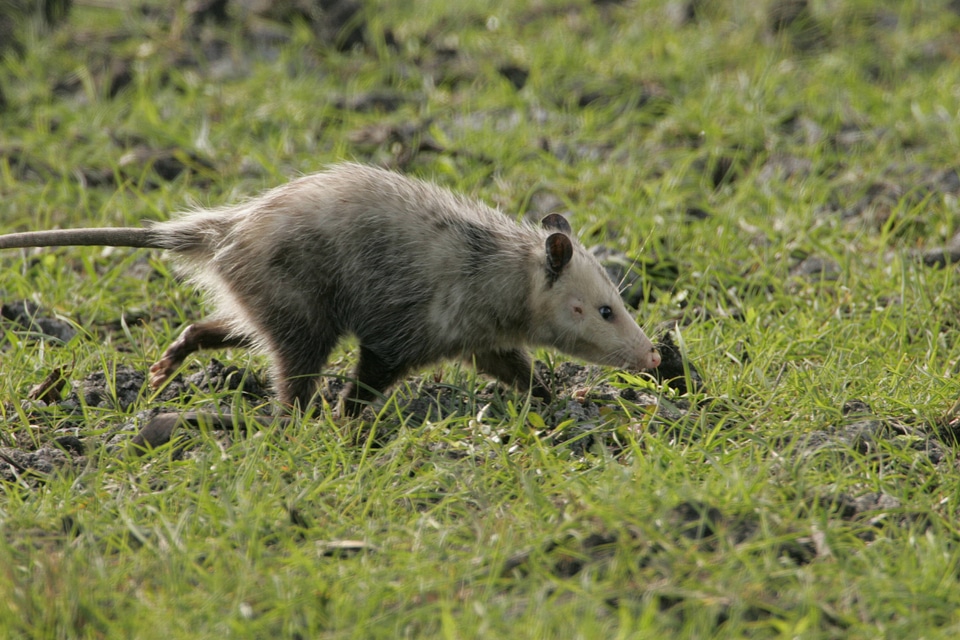 Opossum out for daily walk