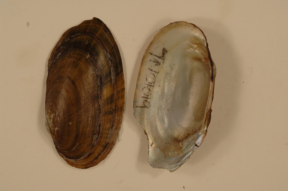 Medionidus conradicus-1