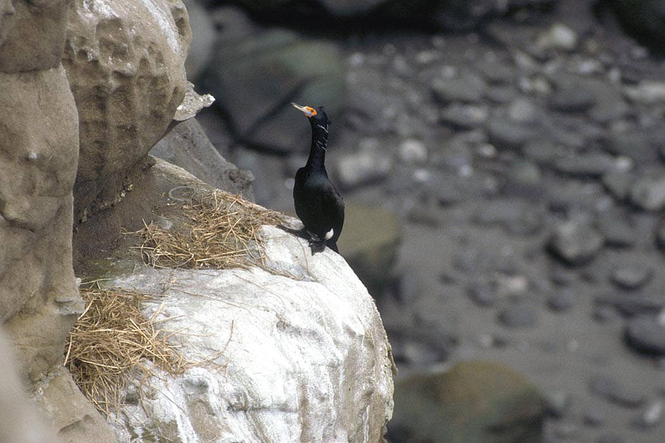 Red-faced Cormorant