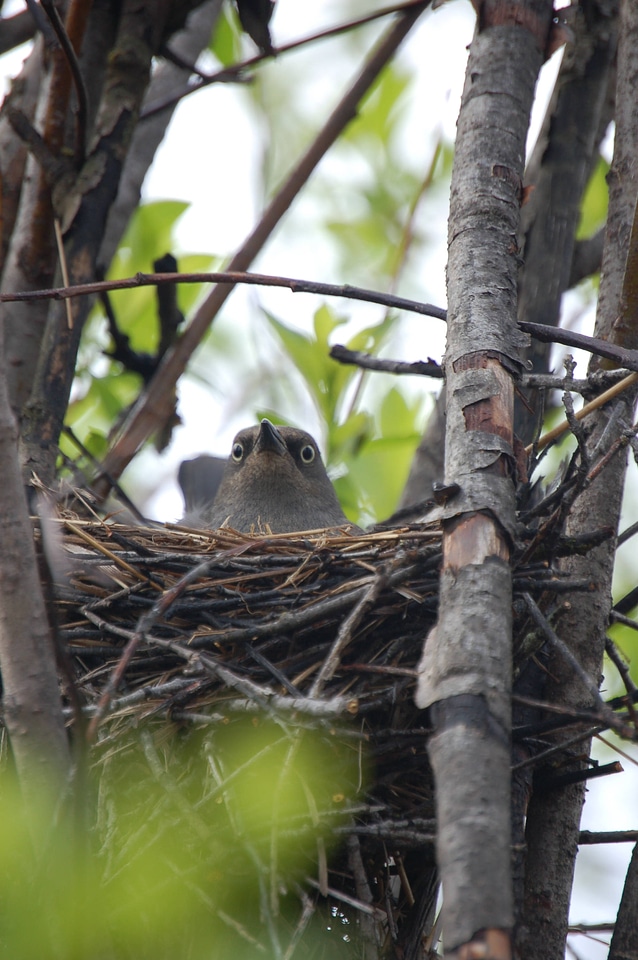 Rusty Blackbird Female On Nest