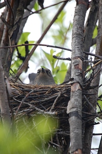Rusty Blackbird Female On Nest