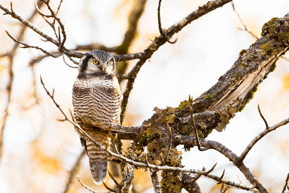 Northern Hawk Owl-3