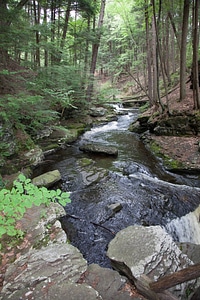 Woodland stream-1 photo