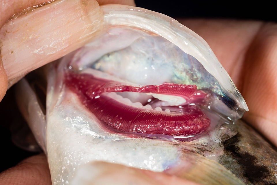 Glochidia on bass gill-1