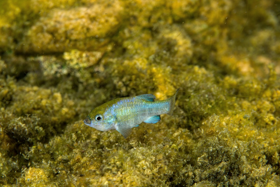 Ash Meadows Amargosa pupfish-1