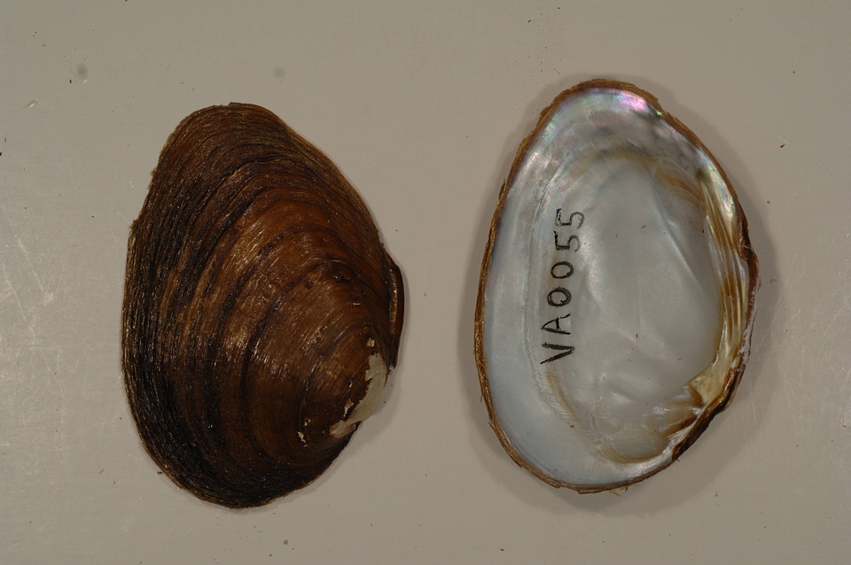 Pleuronaia barnesiana-1