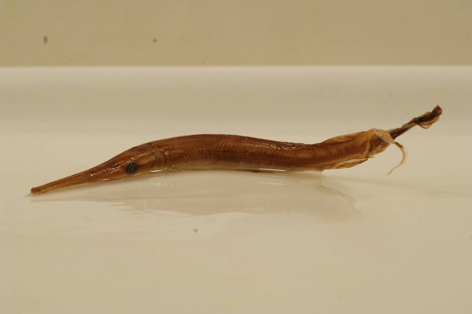 Lepisosteus osseus-1