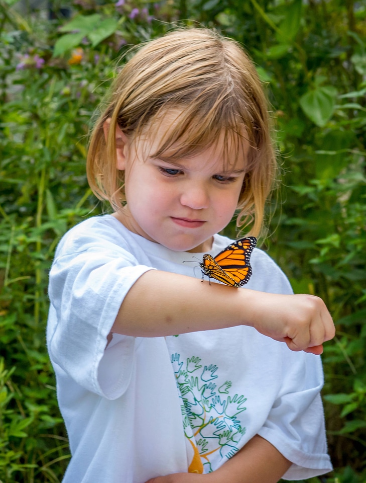 Monarch on arm of child