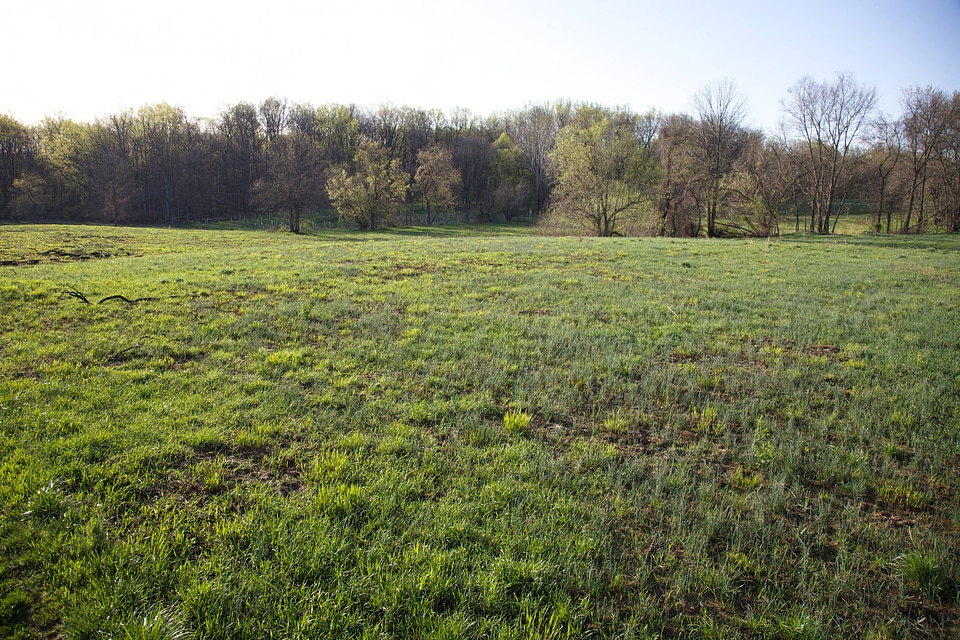 Prescribed burn regrowth of Big Bluestem grasses-2