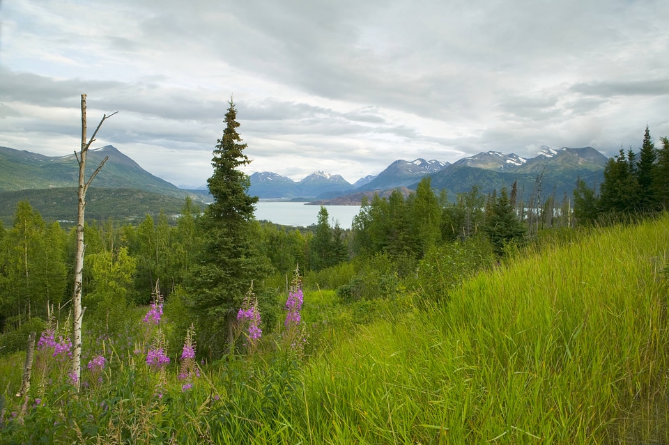 Wildflowers in scenic landscape