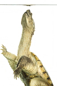 Common snapping turtle-1