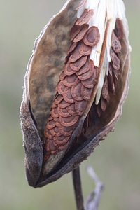 Milkweed pods exposing seeds